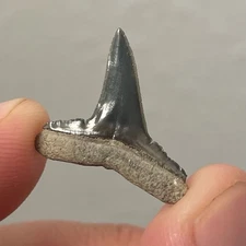 Lemon Shark Tooth .8” Golden Beach Venice FL 