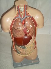 alter SOMSO Torso Anatomie Gips Lehrmodell menschlicher K&ouml;rper  Modell 74