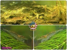 20 2 Amano Algae Eater Freshwater Neocaridina Aquarium Shrimp. Live Guarantee