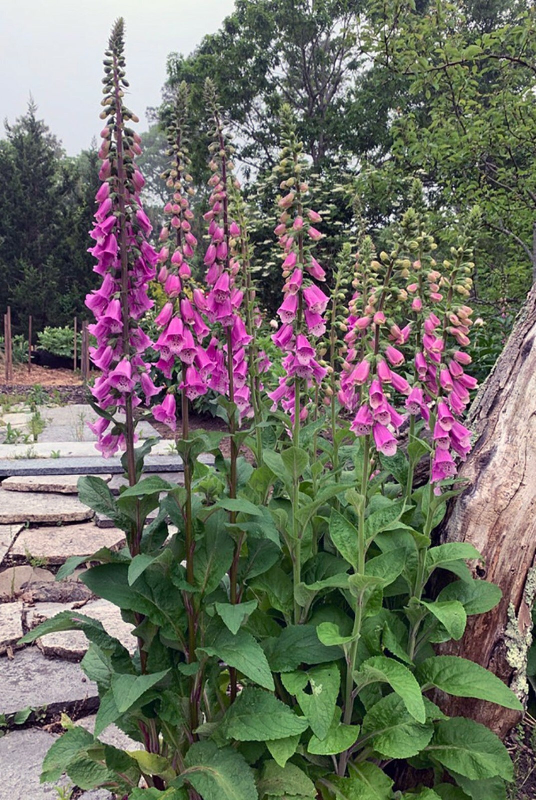 50+ FOXGLOVE SUGAR PLUM DIGITALIS FLOWER SEEDS / SUN OR SHADE