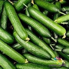 25+ Garden Sweet Burpless Cucumber Seeds for Garden - USA - FREE SHIPPING!