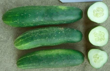 ASHLEY CUCUMBER SEEDS * 20 COUNT PKT. * HEAVY PRODUCER * EXCELLENT MARKET CHOICE