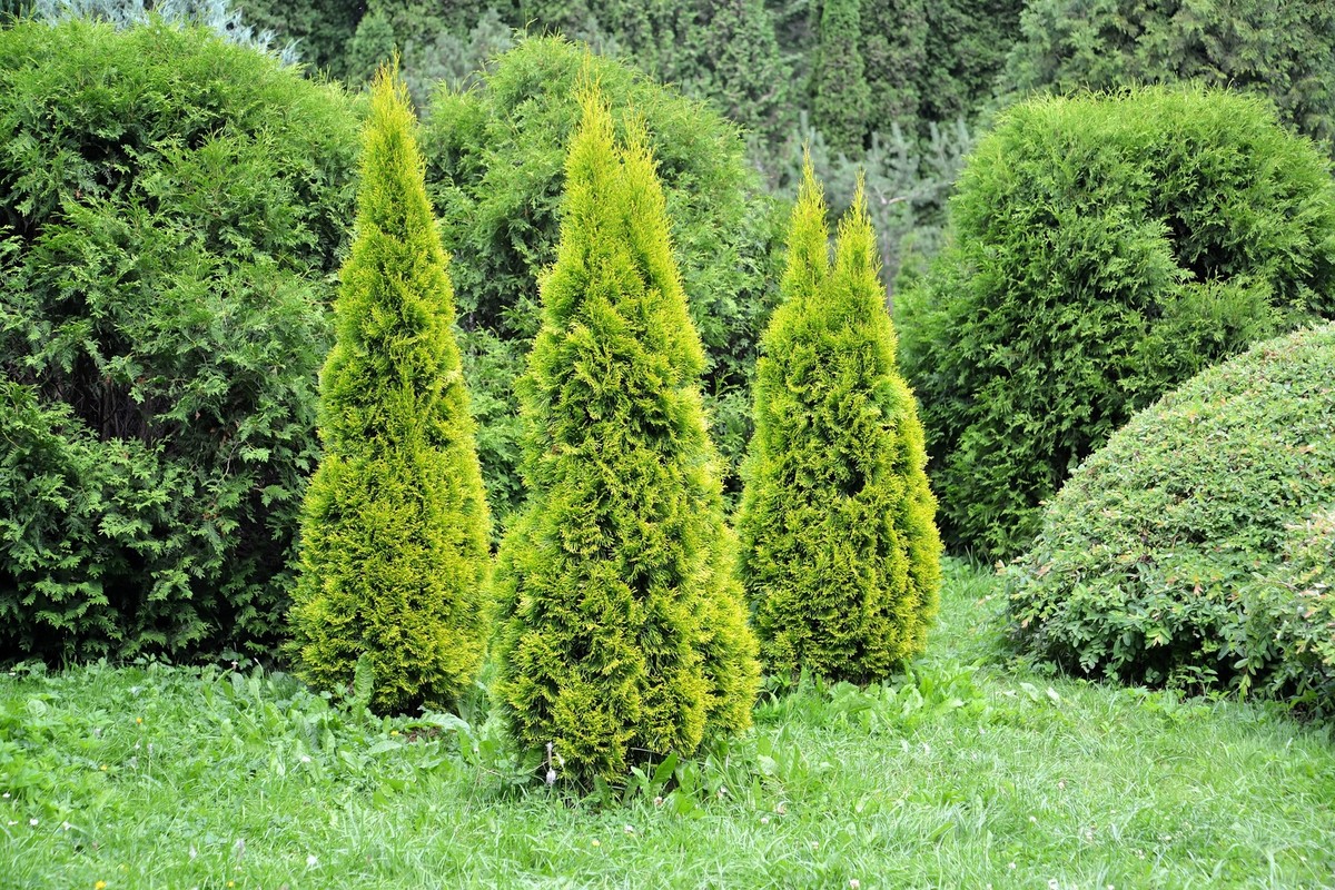 25 THUJA TREE Cedar Thuja Occidentalis Conifer Seeds | eBay