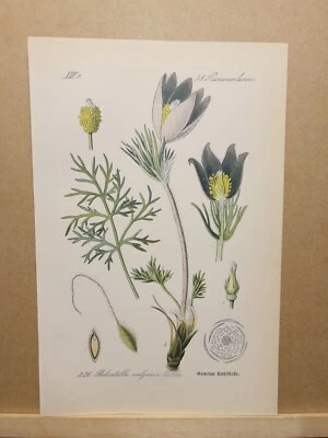 1886 ANTIK LITHOGRAPHIE ILLUSTRATION BOTANIK BLUME FLORA NATURE DECOR BILDER RAR - Bild 1 von 2