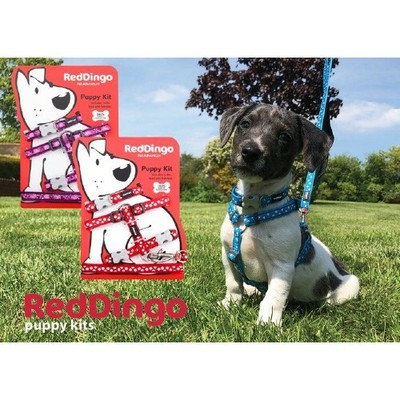 red dingo dog harness