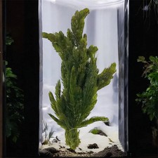 Lush Hornwort coontail Plant: Beginner Aquarium Plant