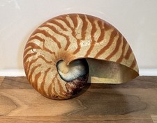 Stunning Nautilus Shell 11cm X 9 Cm