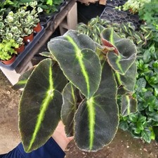Striped Begonia | Begonia listada | Rare Begonia | 4in