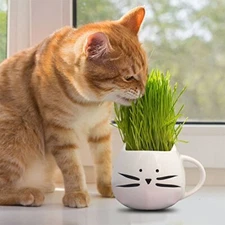 Cat Grass Seeds | Heirloom / Non-GMO | Free Shipping | Herb Seeds | 1173