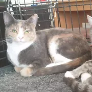 Calico Cat With Interesting Gps >> Calico Cat In Melbourne Region Vic Cats Kittens Gumtree Calico Cat With Interesting Gps >> Calico Cat In Melbourne Region Vic Cats Kittens Gumtree