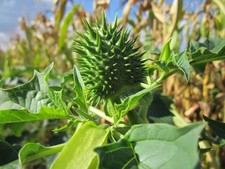 1000 Datura Thornapple (Datura Stramonium) Devils Trumpet Jimson Organic non-GMO