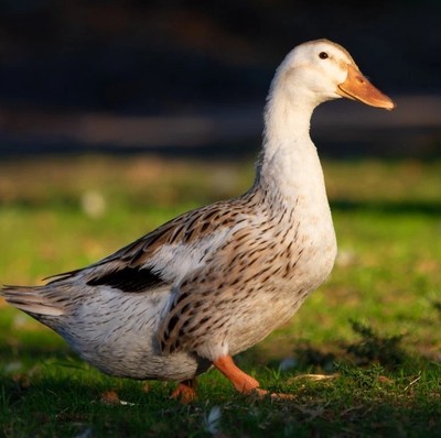 12 Fertile Duck Eggs-Mallard, Jumbo Pekin, Silver Appleyard, Indian Runners