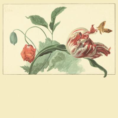 Eijffinger Tapete Masterpiece 358118 Blume Blüte Digitaldruck Wandbild Vlies