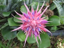 Aechmea Fasciata Bromeliad Silver Vase Live 1 (One) Starter Pup