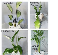 x4 Plant Combo- Fishbone Cactus, Peace Lily, Parlour Palm, Ctenanthe | Indoor 