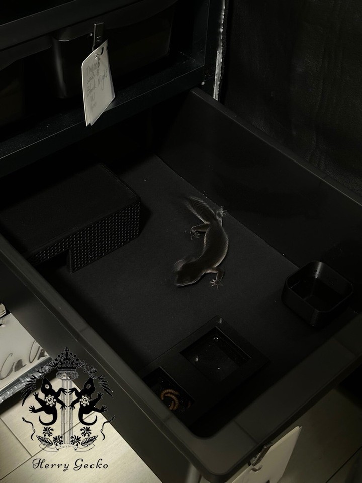 gecko hide/gecko shelter/reptile hide/reptile shelter eBay