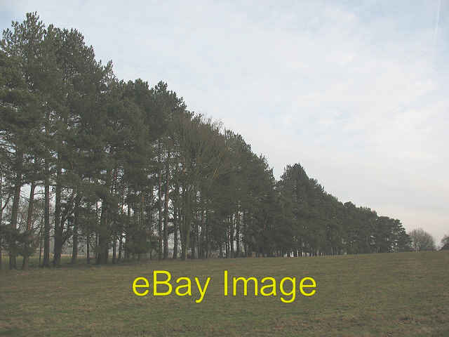FILA Photo 6x4 Windbreak near Charing This long row of tall conifers is promin c2009