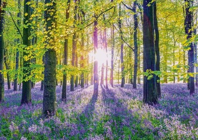 Spiele 59767 1000-Teile-Puzzle zarter Glockenblumen im Wald