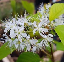 Prunus maackii 'Amber Beauty' (De greffe) / Cerisier de Mandchourie / Godet A...