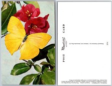 Yellow Butterfly Blossom Postcard