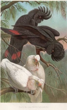 Red-tailed Black Cockatoo Antique Print 1882 Chromolithograph Brehms Thierleben