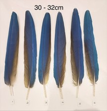 Parrot Macaw Feather Crafts DreamCatcher Jewellery Headdress Spiritual Quill Pen