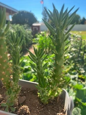 Live Eve's Needle Cactus (Austrocylindropuntia Subulata)