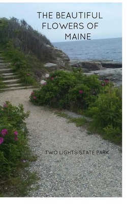 The Beautiful Flowers of Maine | Sandra Fordyce | Taschenbuch | Englisch | 2024