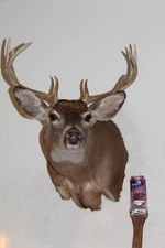 Whitetail Deer Head Shoulder Mount Taxidermy Cape Shed Antler Hunt Mule Rack