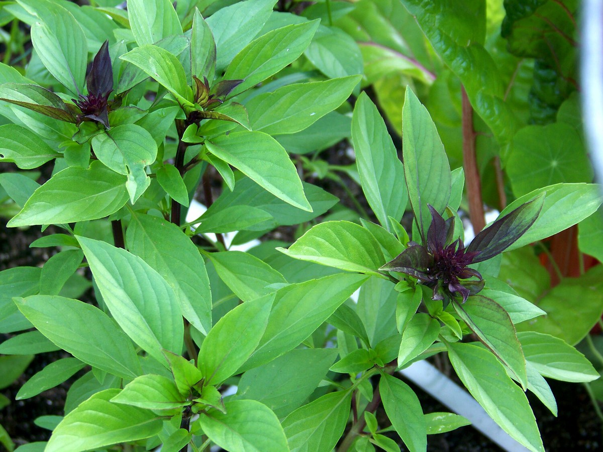 Thai Basil, Horapha, Hun Que, Anise, NON-GMO, Variety Size Packets