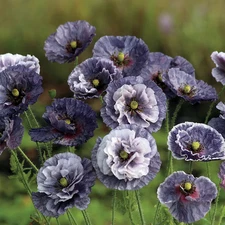 Shirley Amazing Grey Poppy Live Plant, Well-rooted Plugs Ready to Plant