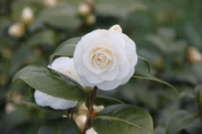 ( 1 )- White By The Gate Camellia Japonica - Starter Plant ( 4L ) ( 1 plant )