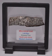 MICROBIAL MAT, Dresser Fmt, Stromatolite, North Pole Dome 20g, S528