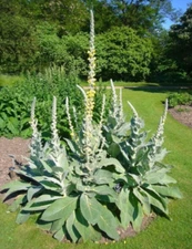 1000+ Great Mullein Seeds  - Medicinal Plant