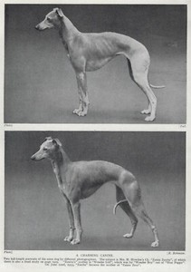 Whippet "Charming Zanza" - 1934 Vintage Dog Art "Photo" Print - CUSTOM MATTED