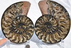 Large Black Ammonite Pair Crystals 110myo Dino Age FOSSIL XXL 172mm 6.8" 9550ee — photo 2