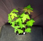 2 Seed-Grown Acer Beurgerianum 'Trident' Japanese Maple Tree 14 Inches Tall — photo 3