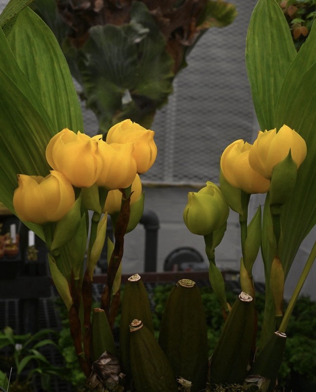 Anguloa clowesii LARGE PLANT, NEW GROWTH, BLOOMING SIZE, ORCHID SPECIES