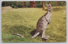Great Gray Kangaroo, New York Zoological Park, Bronx NY, Vintage UNP DB Postcard