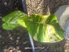 GIANT HAWAIIAN Golden Pothos Cutting 3 Node - Large Leaf Form - Fast Grower