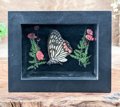 Butterfly framed display Entomology Taxidermy Oddities Curiosities real gift
