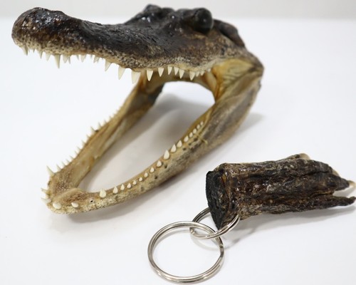 Authentic 5-6" Alligator Head Real Alligator Taxidermy & Gator Key Chain * VIDEO - Picture 5 of 24