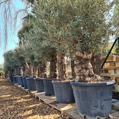 Olivenbaum Olea europaea "Arbequina" 60-80 cm Stu., 180-200 cm | eBay.de