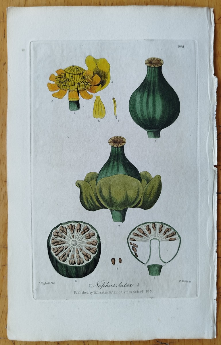 5 Botanical Prints (E) - Original Engravings Baxter Botany 5 Botanical Prints (E) - Original Engravings Baxter Botany