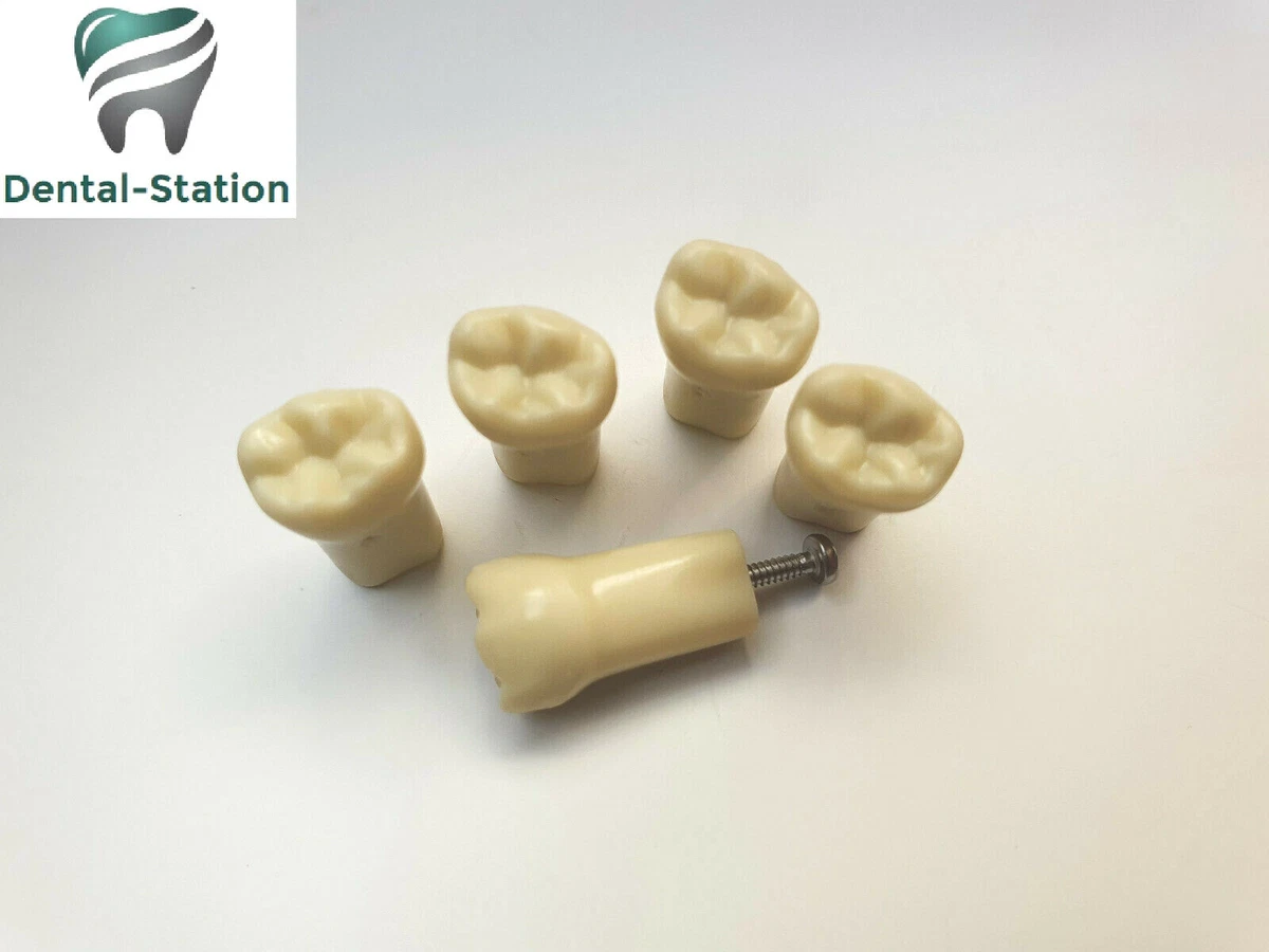 28pcs Dental Permanent Teeth Demonstration Model 1 1 Scale - View #9