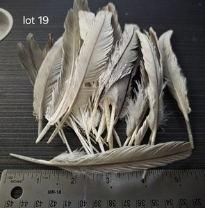 Lot Of Medium Length White Turkey Feathers