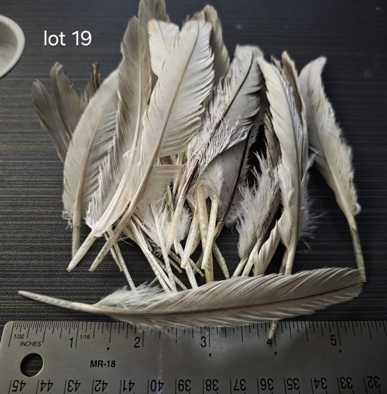 Lot Of Medium Length White Turkey Feathers