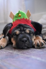 BULLDOG 2X3 FRIDGE MAGNET DOG PUPPY CANINE CUTE ENGLISH FLAT NOSE FRENCH HEFTY