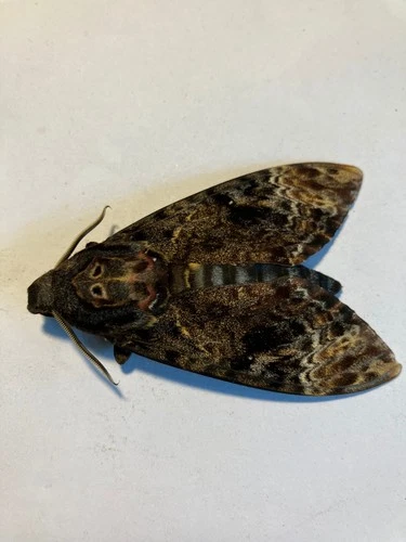 Real Butterfly/Moth/Insect 2924 Non set Rare Acherontia lachesis Death Head/Moth