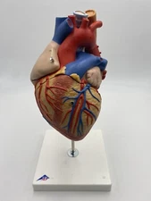 3B Scientific G13 Human Heart Model w/ Esophagus & Trachea 5 Part Anatomical